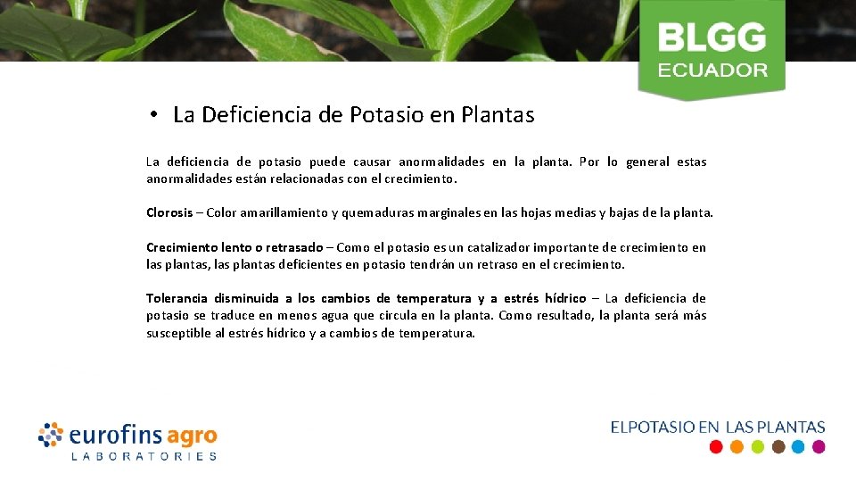  • La Deficiencia de Potasio en Plantas La deficiencia de potasio puede causar