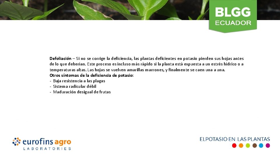  Defoliación – Si no se corrige la deficiencia, las plantas deficientes en potasio