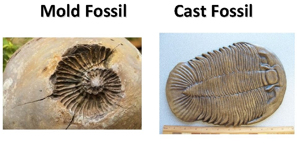 Mold Fossil Cast Fossil 