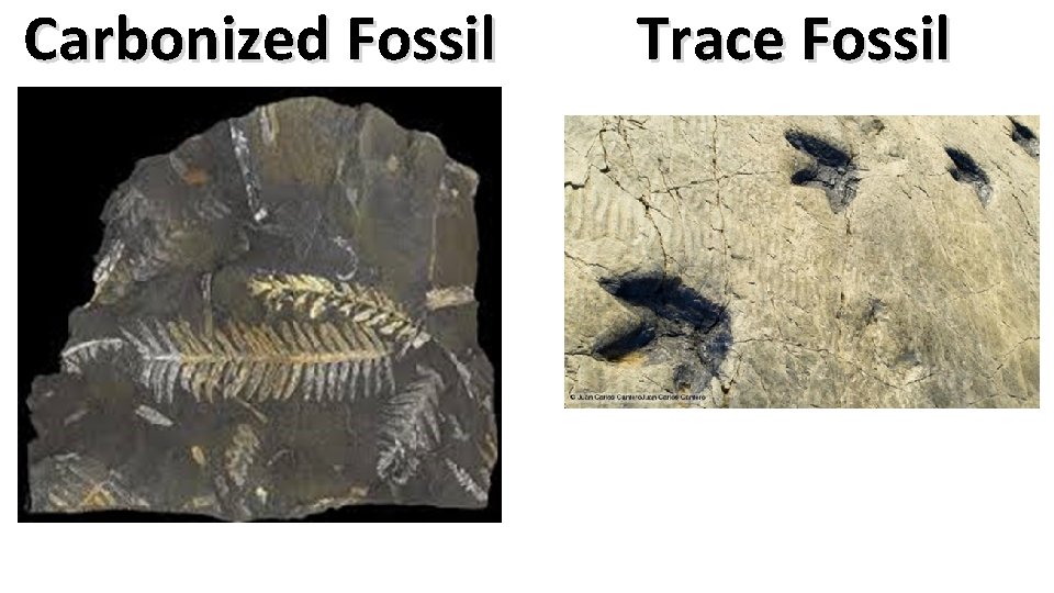 Carbonized Fossil Trace Fossil 