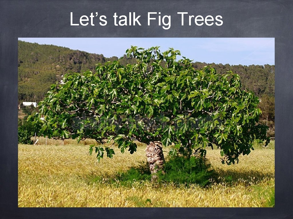 Let’s talk Fig Trees 