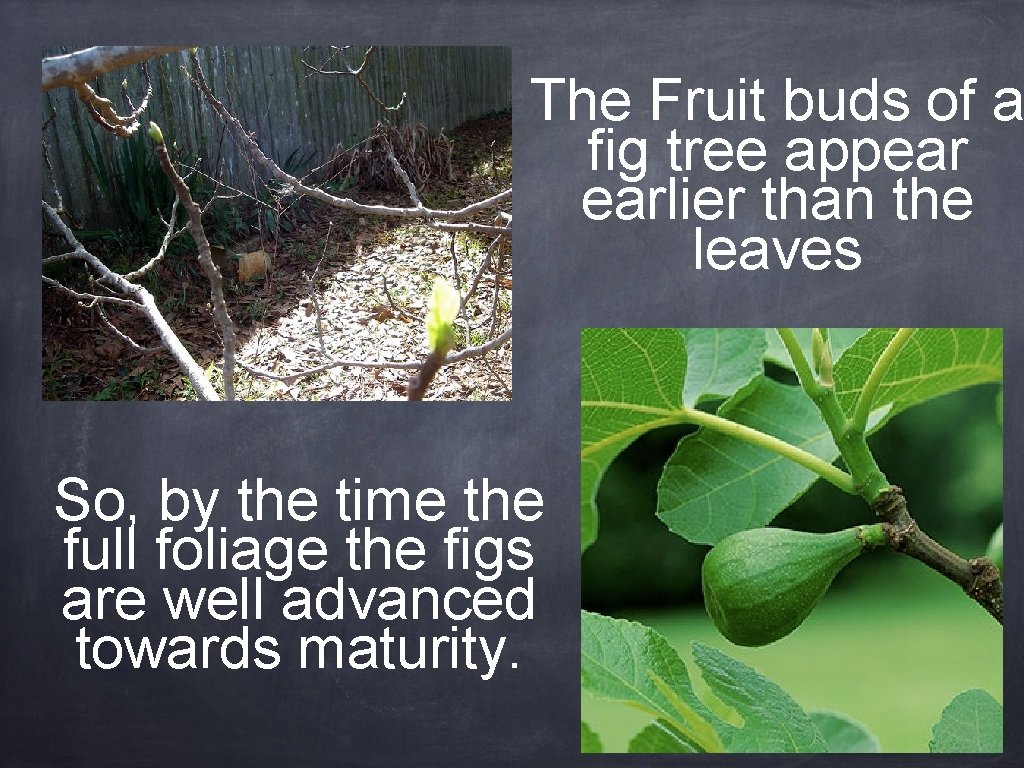The Fruit buds of a fig tree appear earlier than the leaves So, by