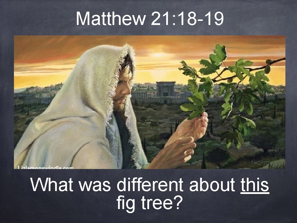 Matthew 21: 18 -19 What was different about this fig tree? 