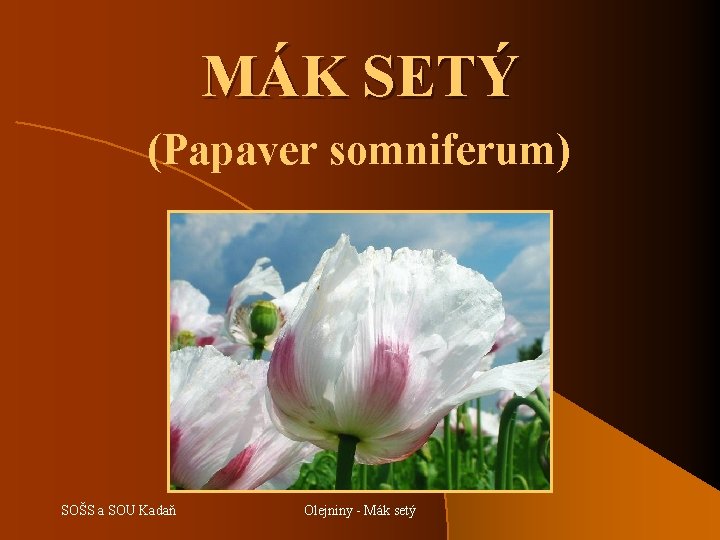 MÁK SETÝ (Papaver somniferum) SOŠS a SOU Kadaň Olejniny - Mák setý 