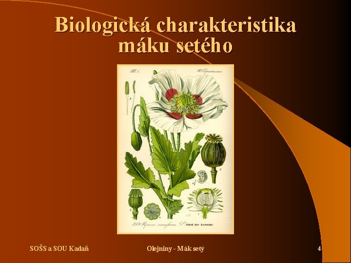 Biologická charakteristika máku setého SOŠS a SOU Kadaň Olejniny - Mák setý 4 