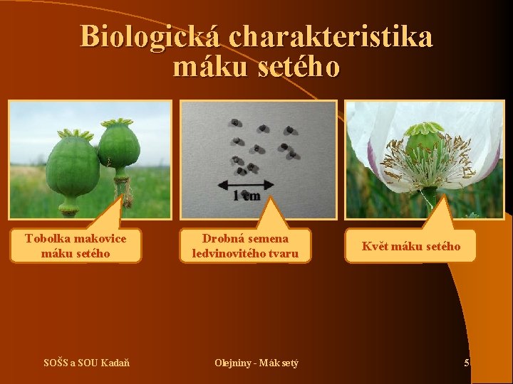 Biologická charakteristika máku setého Tobolka makovice máku setého SOŠS a SOU Kadaň Drobná semena