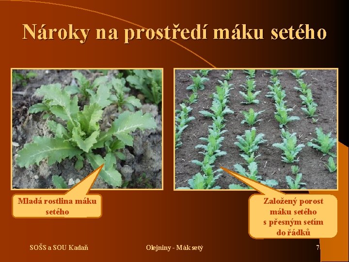 Nároky na prostředí máku setého Založený porost máku setého s přesným setím do řádků