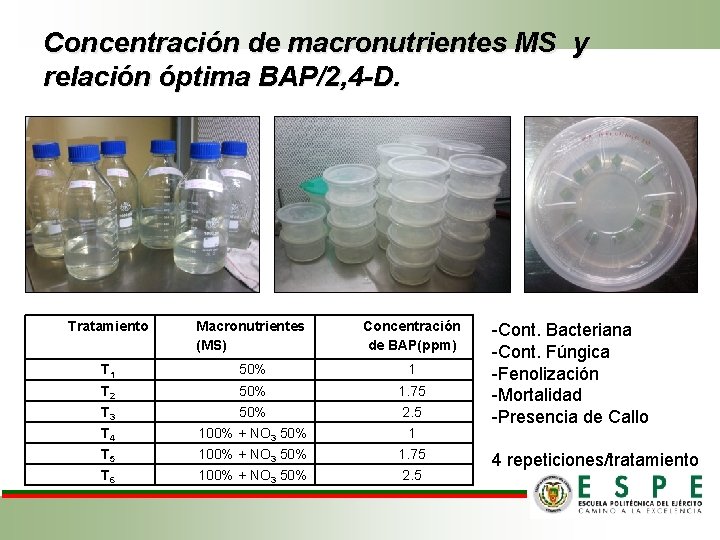 Concentración de macronutrientes MS y relación óptima BAP/2, 4 -D. Tratamiento Macronutrientes (MS) Concentración