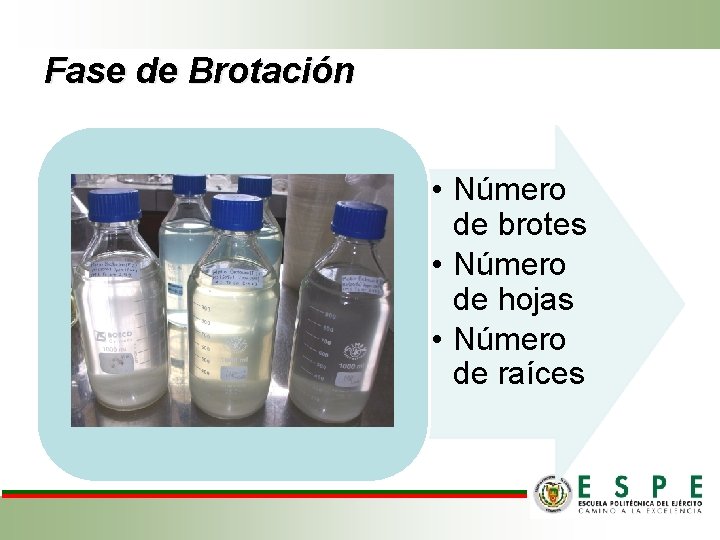 Fase de Brotación • Número de brotes • Número de hojas • Número de