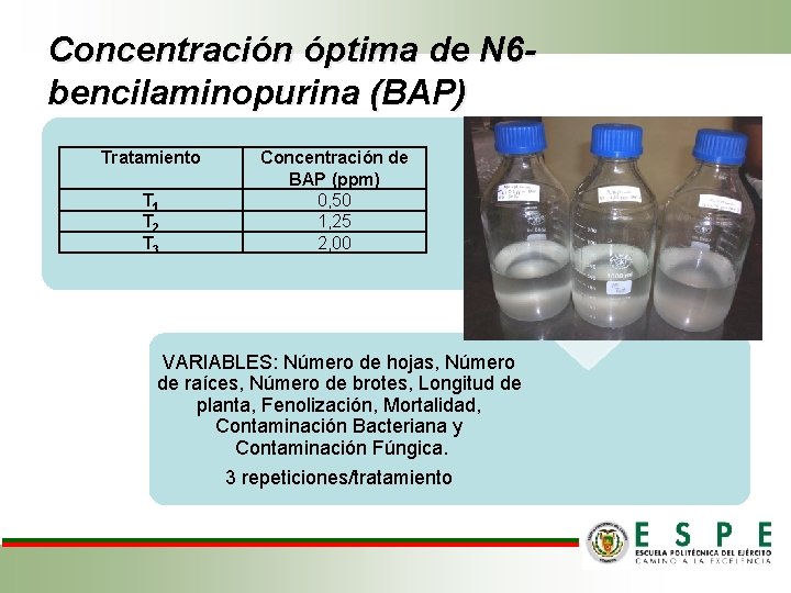 Concentración óptima de N 6 bencilaminopurina (BAP) Tratamiento T 1 T 2 T 3