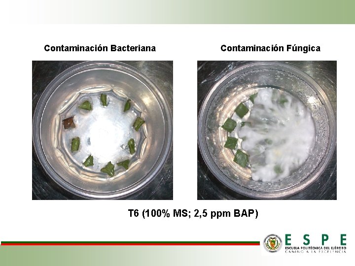 Contaminación Bacteriana Contaminación Fúngica T 6 (100% MS; 2, 5 ppm BAP) 