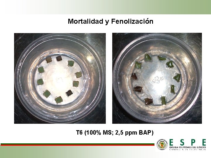 Mortalidad y Fenolización T 6 (100% MS; 2, 5 ppm BAP) 