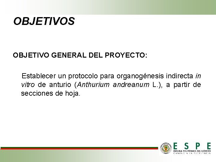 OBJETIVOS OBJETIVO GENERAL DEL PROYECTO: Establecer un protocolo para organogénesis indirecta in vitro de