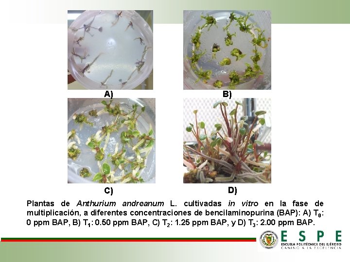 A) C) B) D) Plantas de Anthurium andreanum L. cultivadas in vitro en la
