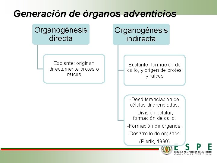Generación de órganos adventicios Organogénesis directa Explante: originan directamente brotes o raíces Organogénesis indirecta