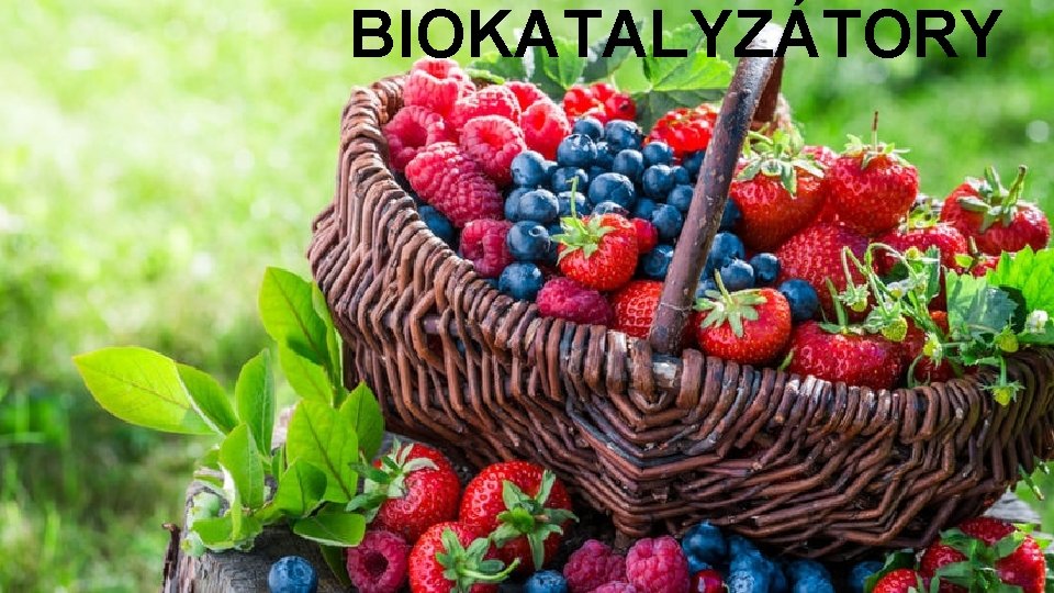 BIOKATALYZÁTORY 