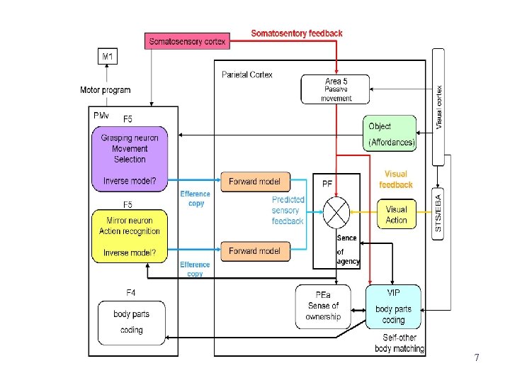Mirror Neurons 7 