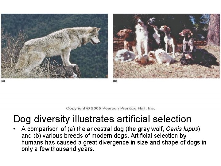 Dog diversity illustrates artificial selection • A comparison of (a) the ancestral dog (the