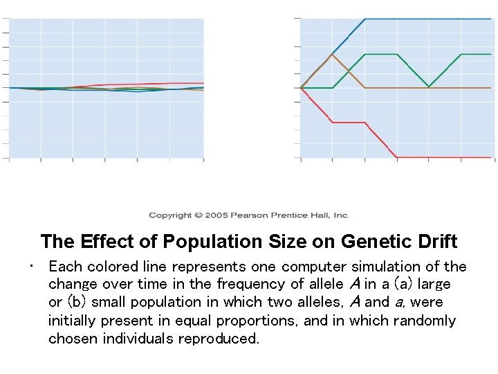 The Effect of Population Size on Genetic Drift • Each colored line represents one