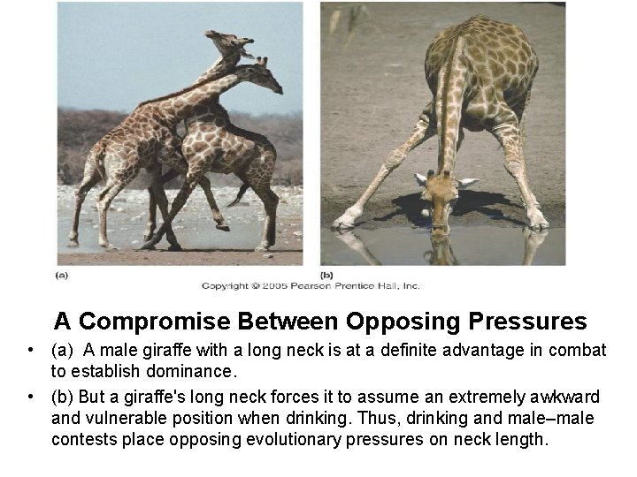 A Compromise Between Opposing Pressures • (a) A male giraffe with a long neck