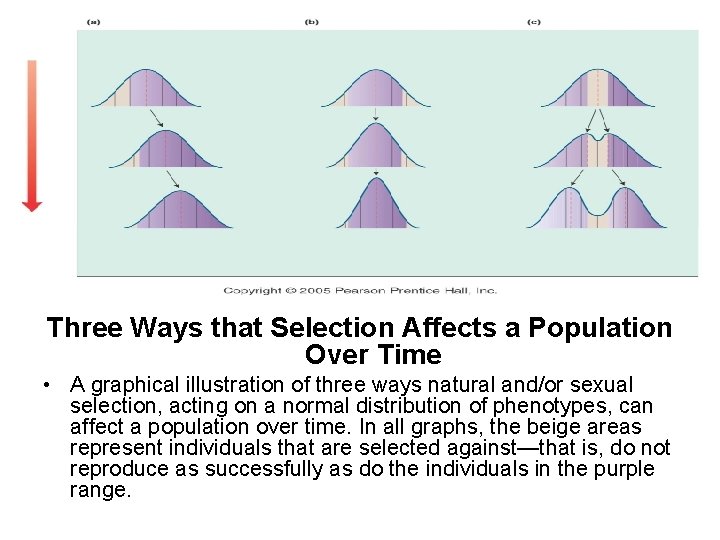 Three Ways that Selection Affects a Population Over Time • A graphical illustration of