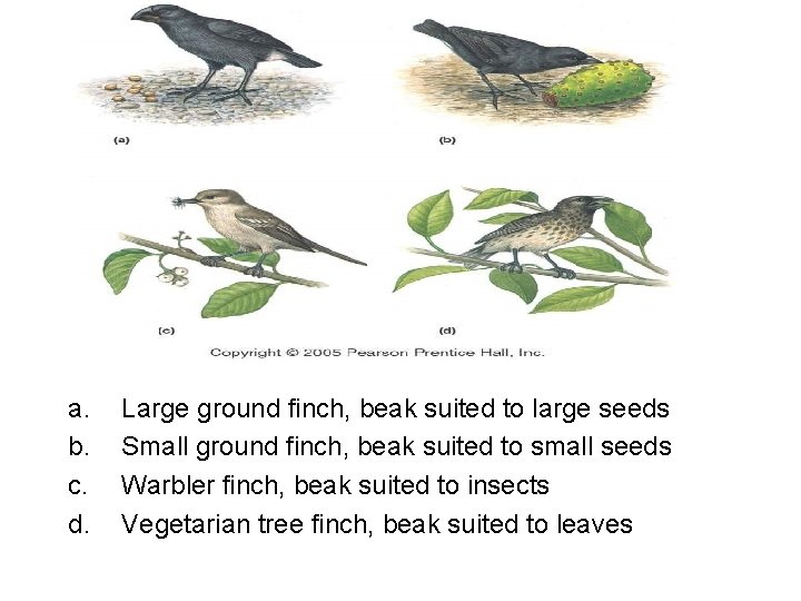 a. b. c. d. Large ground finch, beak suited to large seeds Small ground