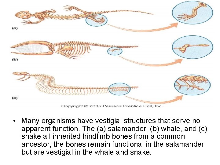  • Many organisms have vestigial structures that serve no apparent function. The (a)