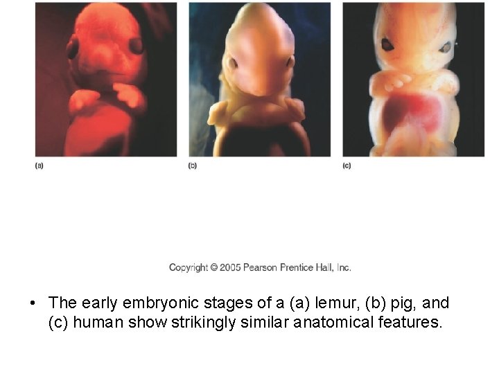  • The early embryonic stages of a (a) lemur, (b) pig, and (c)