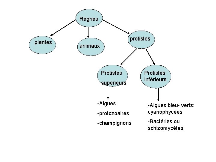 Rgnes plantes protistes animaux Protistes suprieurs Algues protozoaires