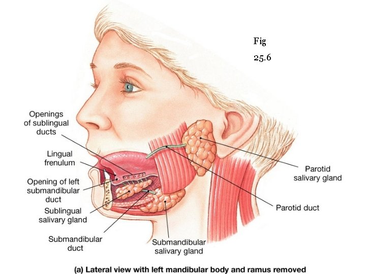 Fig 25. 6 