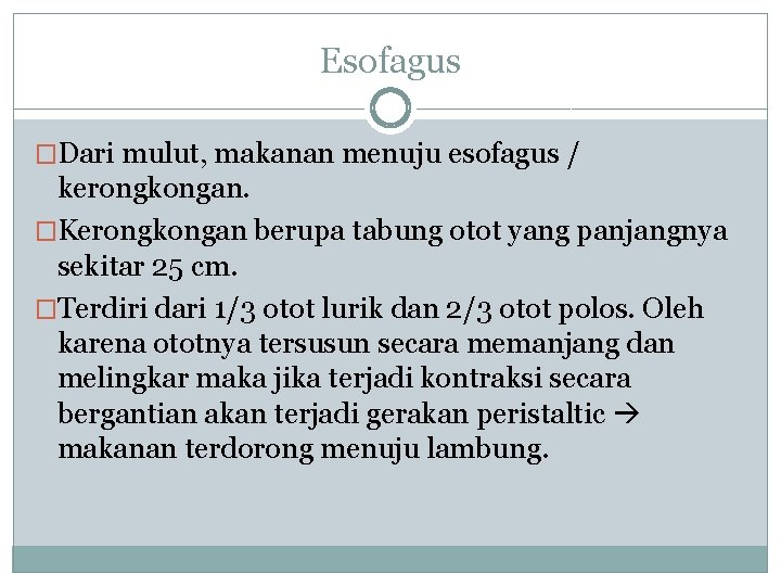 Esofagus �Dari mulut, makanan menuju esofagus / kerongkongan. �Kerongkongan berupa tabung otot yang panjangnya