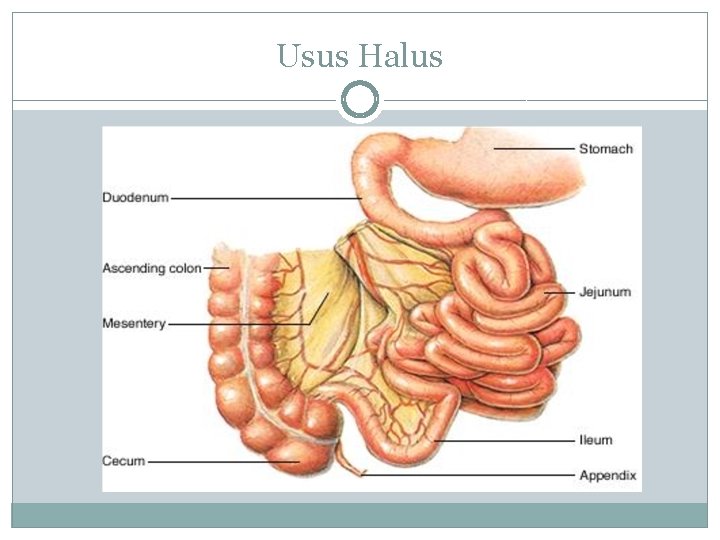 Usus Halus 