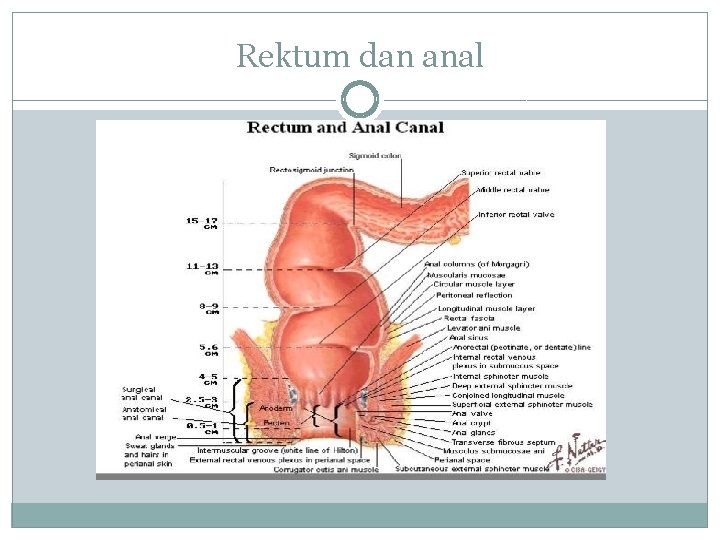 Rektum dan anal 