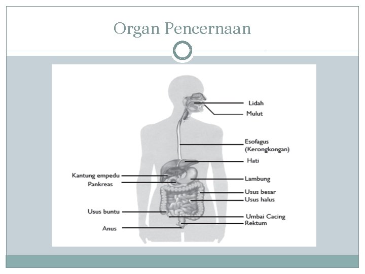 Organ Pencernaan 