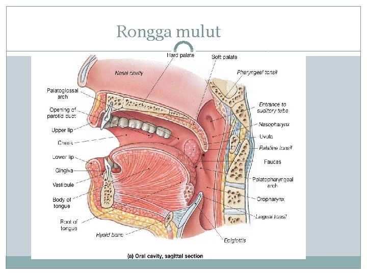 Rongga mulut 