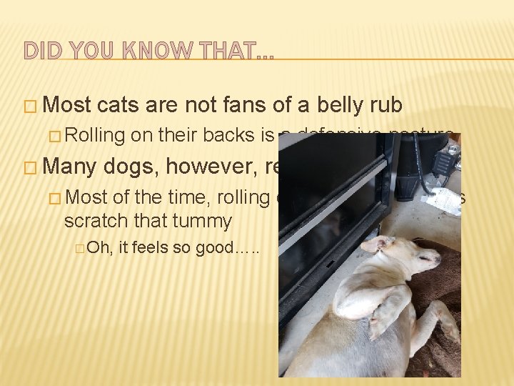 DID YOU KNOW THAT… � Most cats are not fans of a belly rub