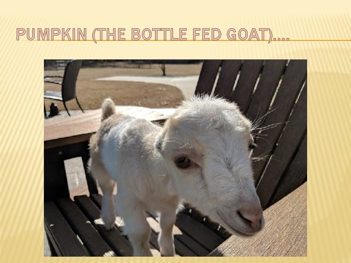 PUMPKIN (THE BOTTLE FED GOAT)…. 