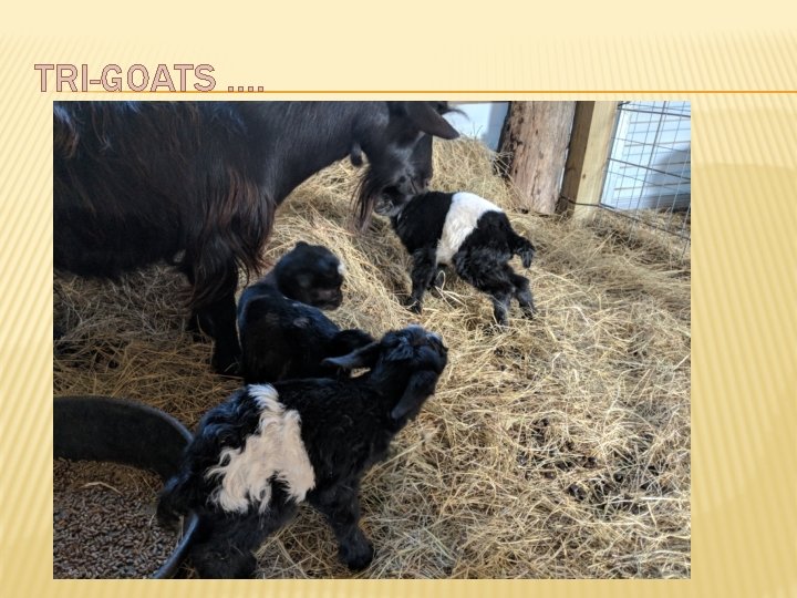 TRI-GOATS …. 