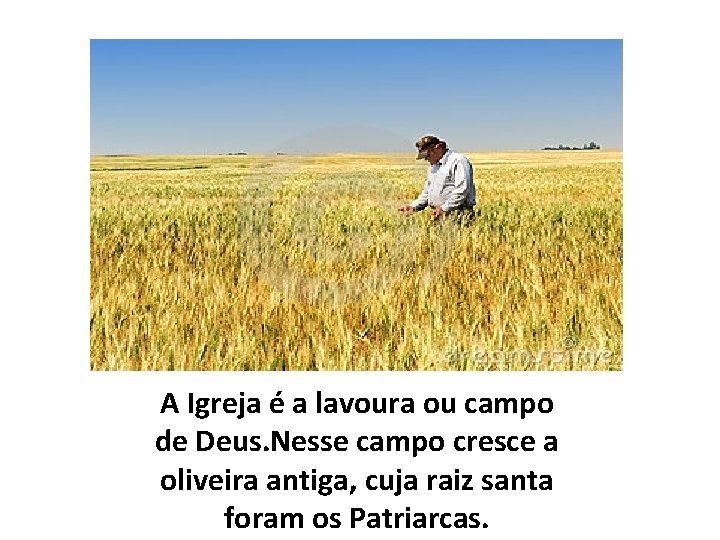 A Igreja é a lavoura ou campo de Deus. Nesse campo cresce a oliveira