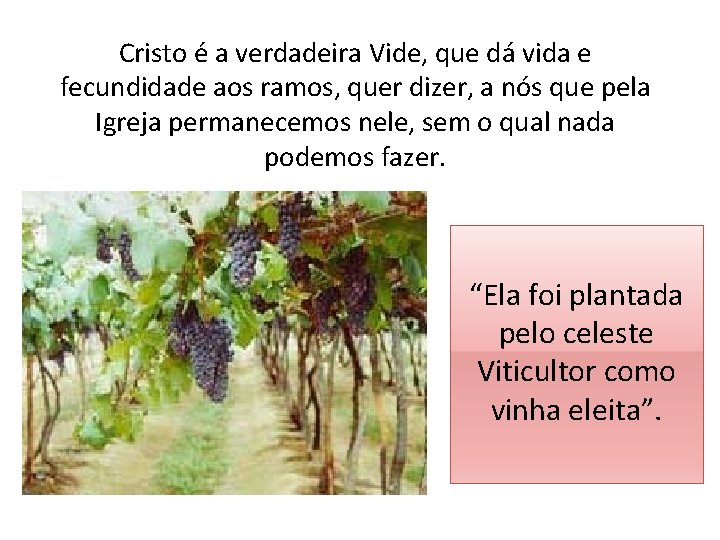 Cristo é a verdadeira Vide, que dá vida e fecundidade aos ramos, quer dizer,