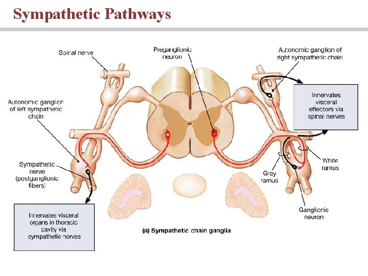 Sympathetic Pathways 