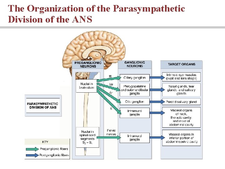 The Organization of the Parasympathetic Division of the ANS 