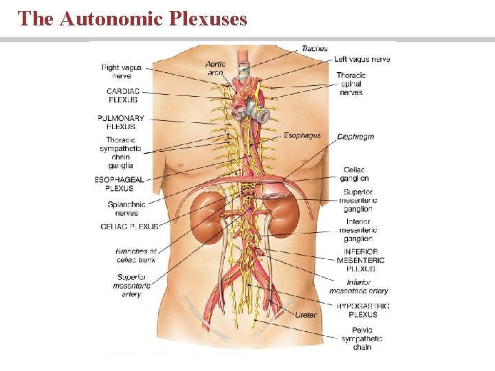 The Autonomic Plexuses 