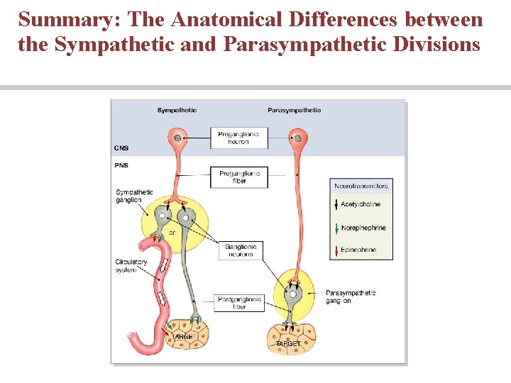 Summary: The Anatomical Differences between the Sympathetic and Parasympathetic Divisions 