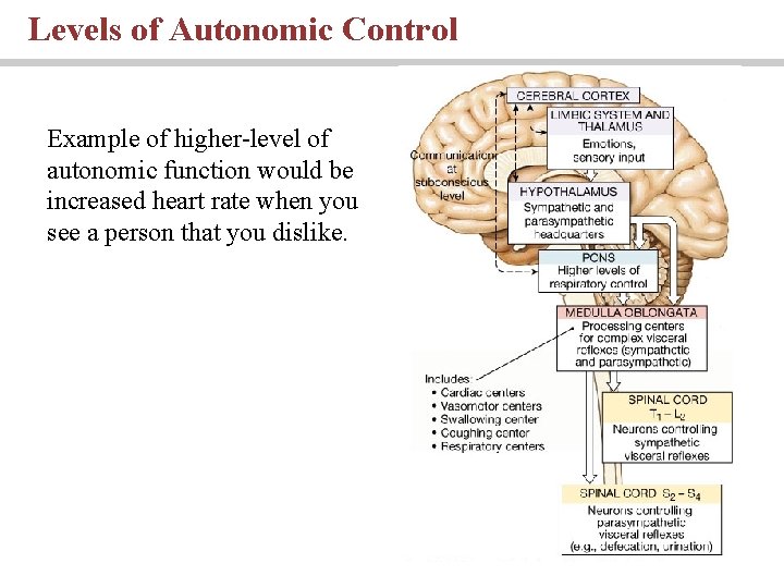 Levels of Autonomic Control Example of higher-level of autonomic function would be increased heart