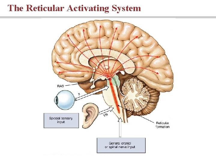 The Reticular Activating System 