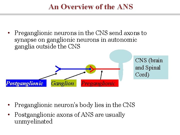 An Overview of the ANS • Preganglionic neurons in the CNS send axons to