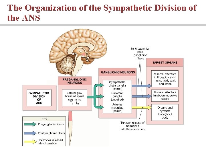 The Organization of the Sympathetic Division of the ANS 