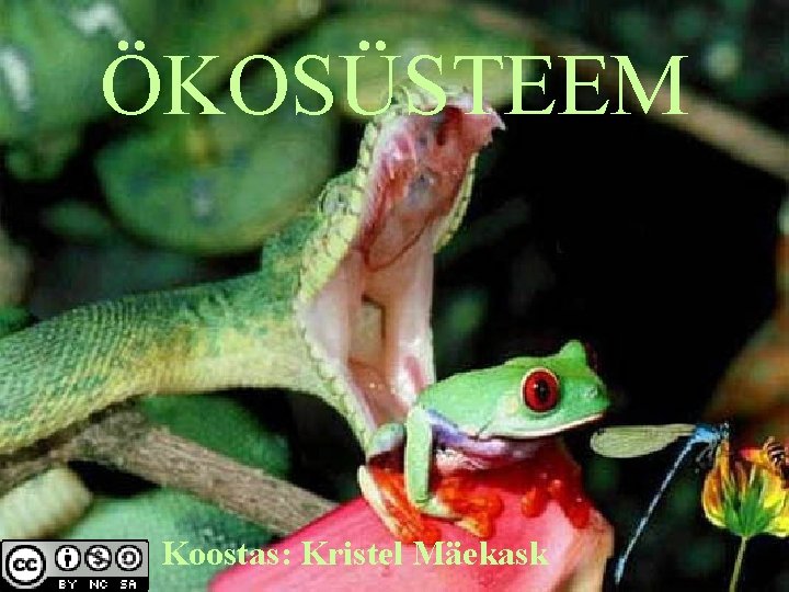 ÖKOSÜSTEEM Koostas: Kristel Mäekask 