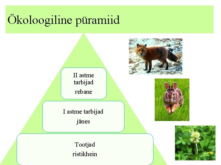 Ökoloogiline püramiid II astme tarbijad rebane I astme tarbijad jänes Tootjad ristikhein 